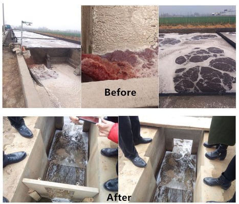 Fabrique d'abattage de volailles halal de 1200 kg pour le traitement avancé du bétail, du mouton et du poulet